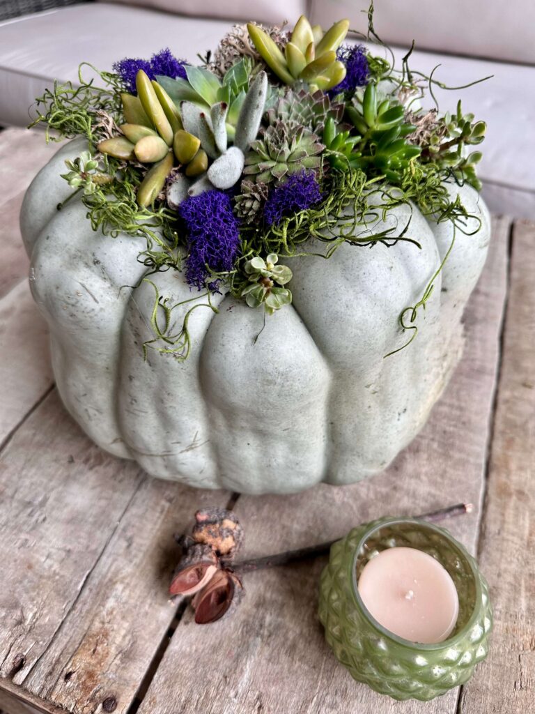Blue/Grey Heirloom Pumpkin with succulents and moss for your fall decor.