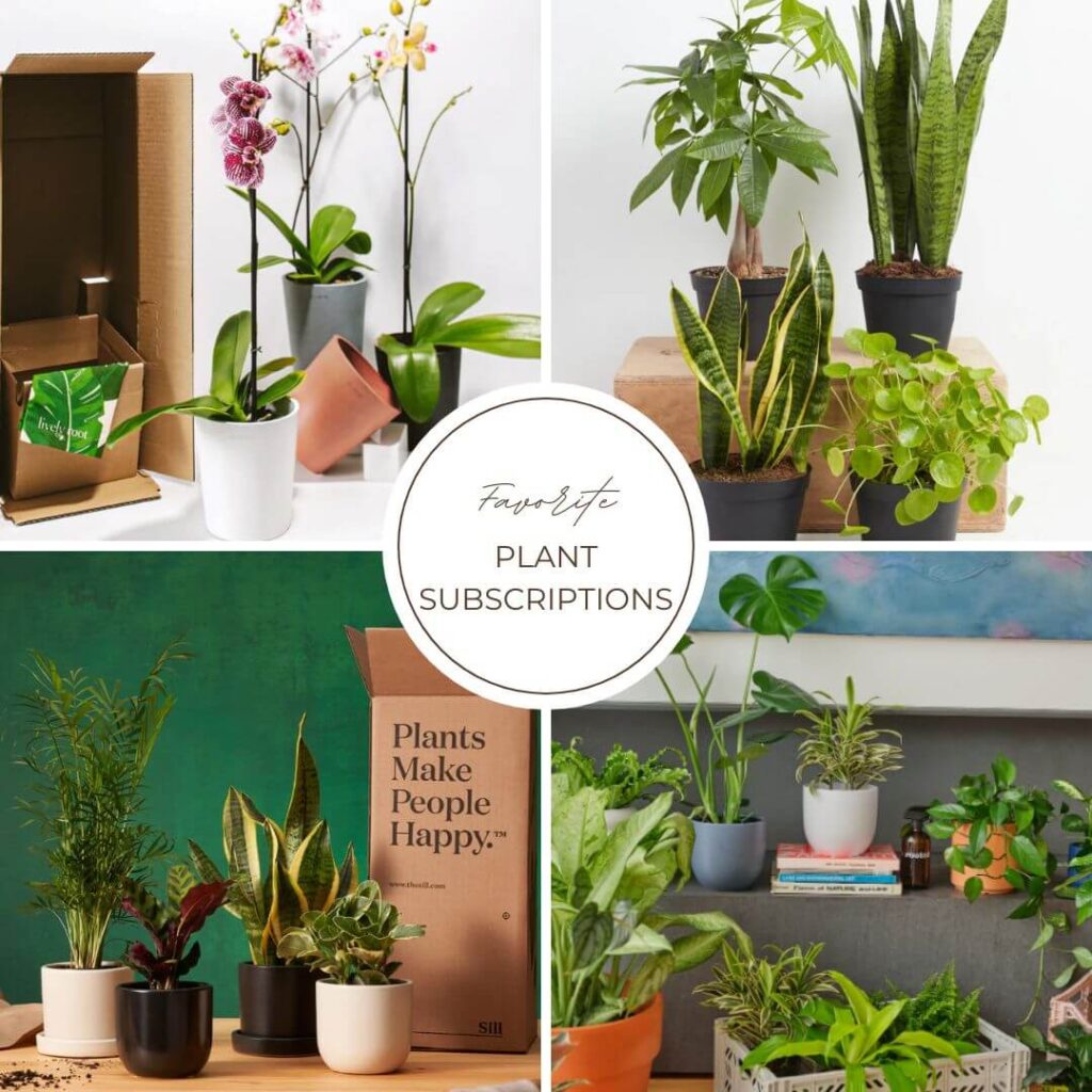 Gift Guide for Live Plants