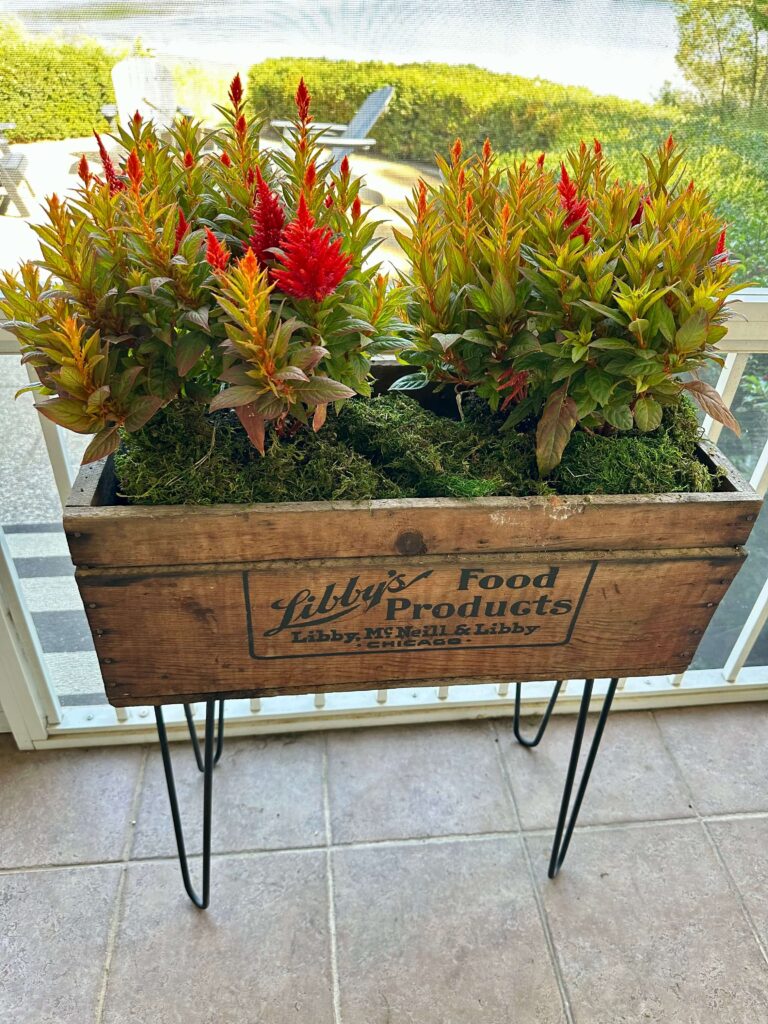 Libby's Vintage crate filled with fall plants.