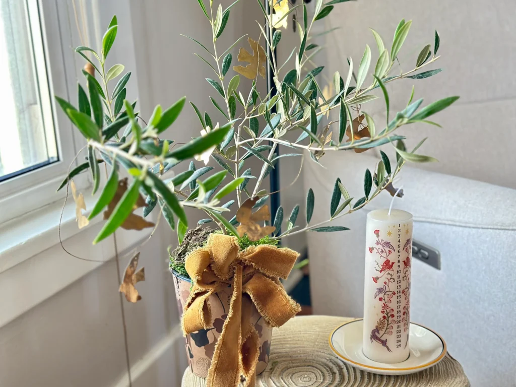 Olive Tree decorated for Christmas