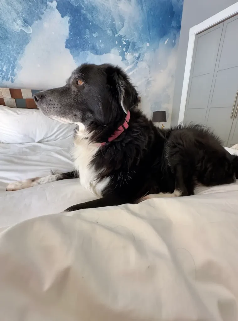 Black Dog on a White Duvet Cover