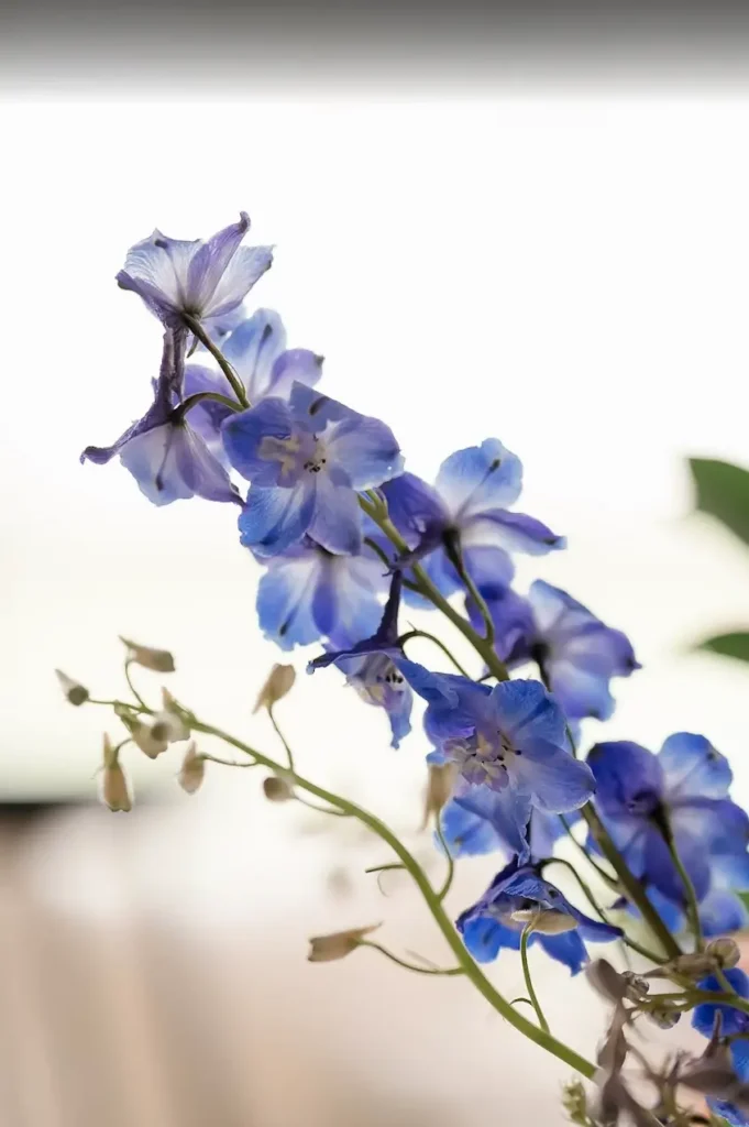 Blue delphinium