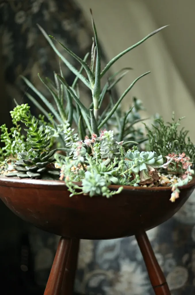 Large MCM Bowl used as a Planter for succulents.