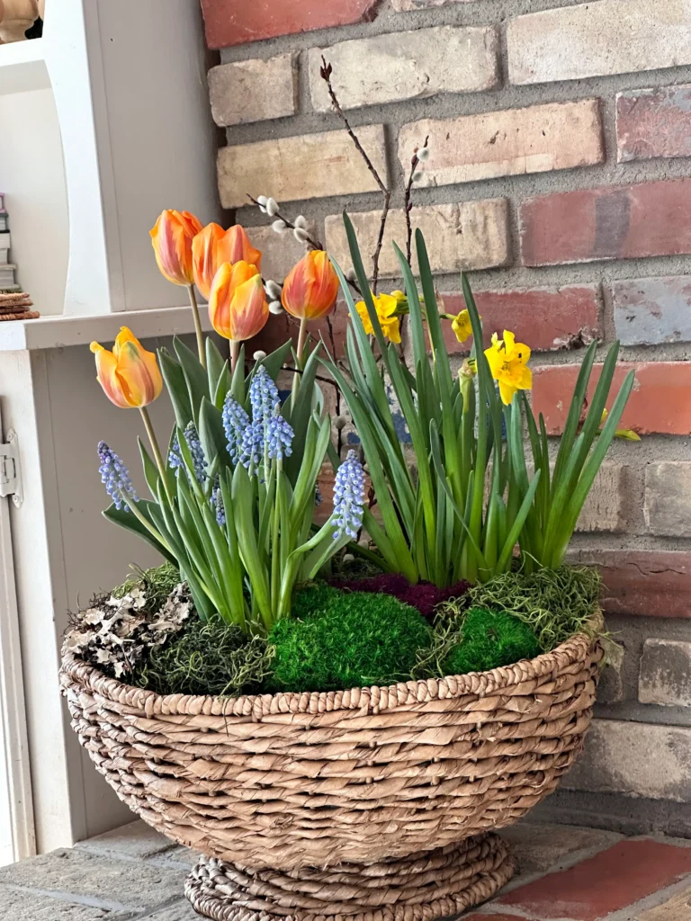 Antique Basket filled with Spring Bulbs.