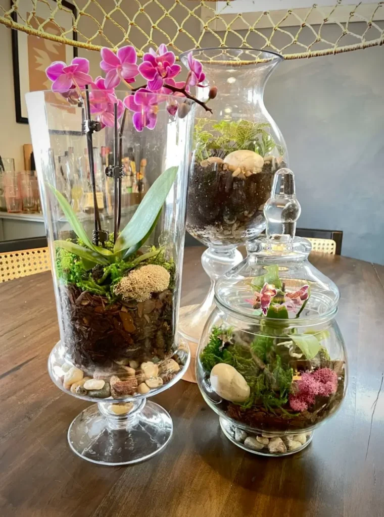 Found glass jars used as Orchid terrariums,