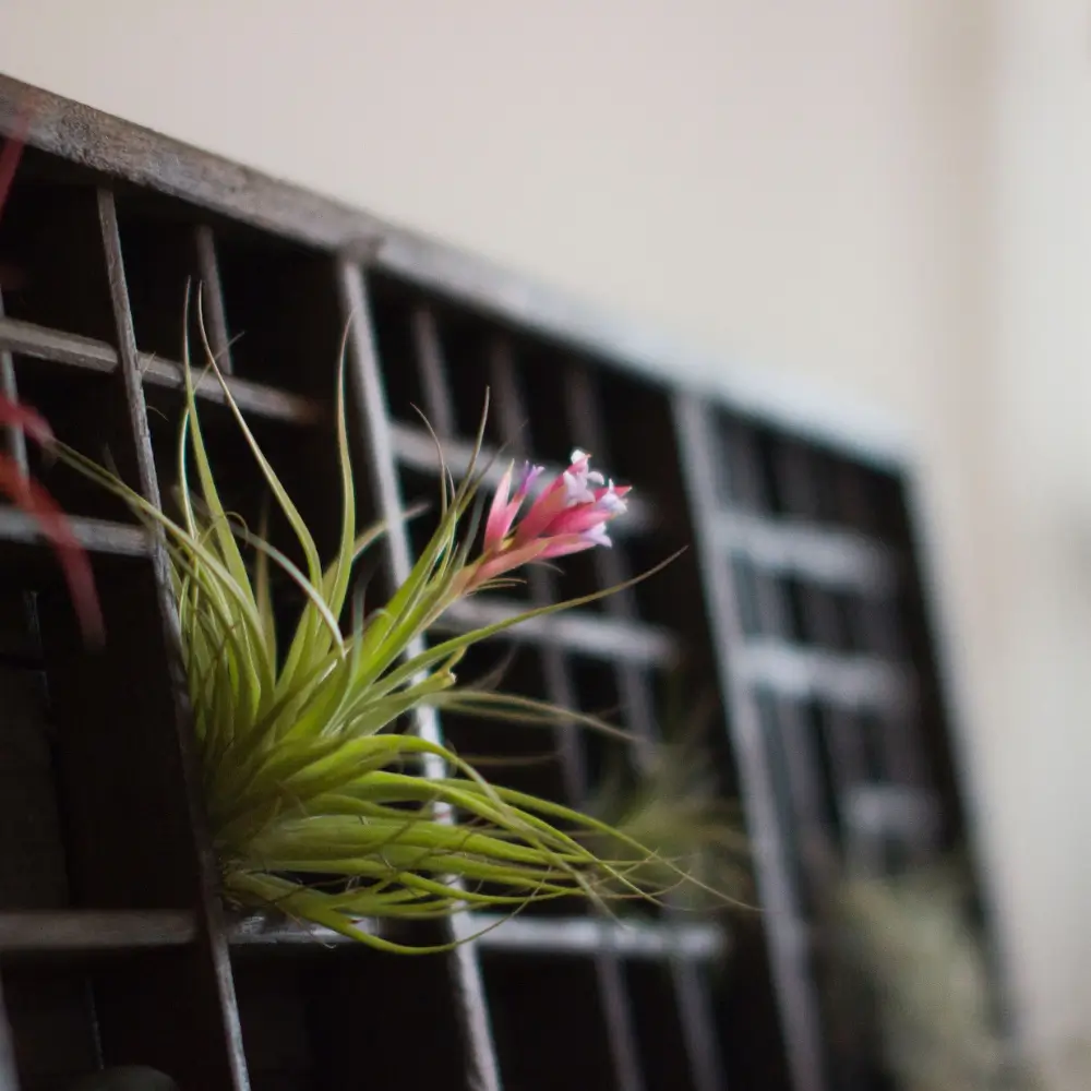 MCM Bowl into plant stand with succulents.