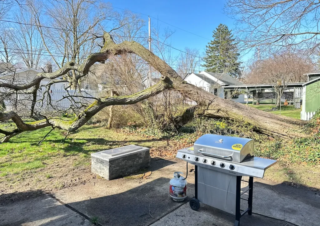 Downed tree in a small patio space.